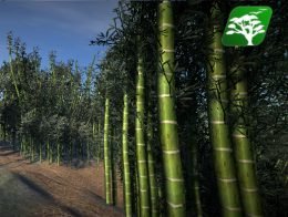 Bamboo Tree Pack
