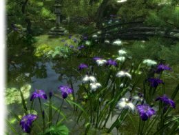 Japanese Iris Garden Pack
