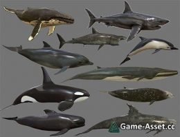 Big Fish Collection Low poly – Animated Low-poly 3D model