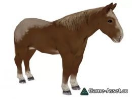 Piebald Horse