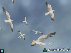 Bird Flock: Seagull