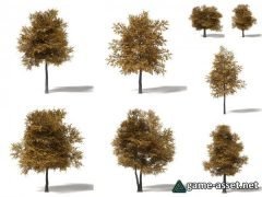 Field Maple Tree 8 types for UE4