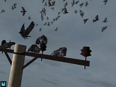 Bird Flock: Crow v2.4.2