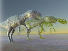 Allosaurus And Skeleton