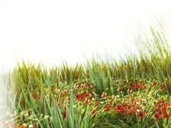 HQ Photographic Textures Grass Pack Vol.1