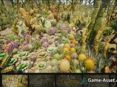 Cactus Plants: Desert Garden