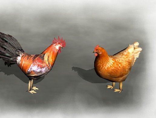 Animals - Chicken v1.2