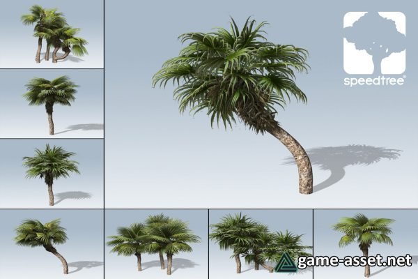 Chinese Fan Palm Package