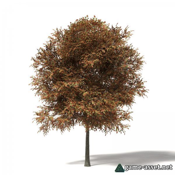 Mountain Ash Tree 8 types for UE4
