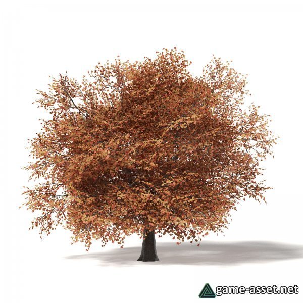 Sugar Maple Tree 7 types for UE4