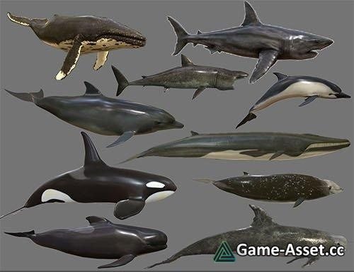 Big Fish Collection Low poly – Animated Low-poly 3D model