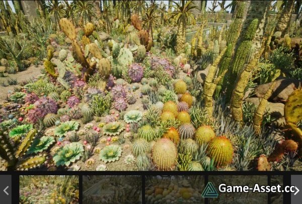 Cactus Plants: Desert Garden