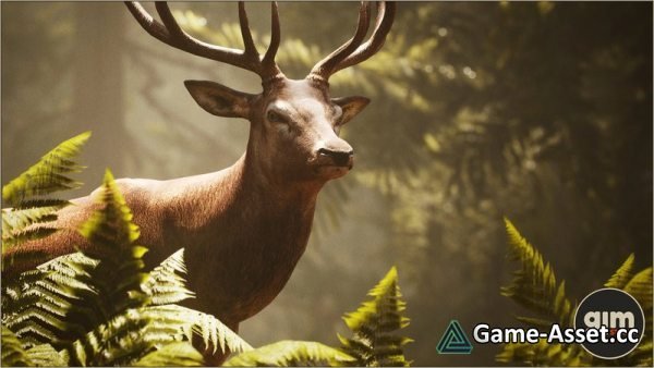 Animalia - Red Deer (male)