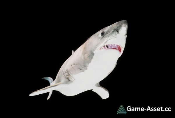 Great White Shark